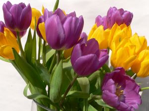 494953_tulips